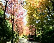 中央公園横のアメリカフウの紅葉並木